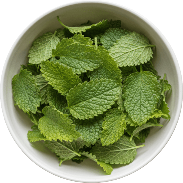 Lemon Balm Leaf Extract