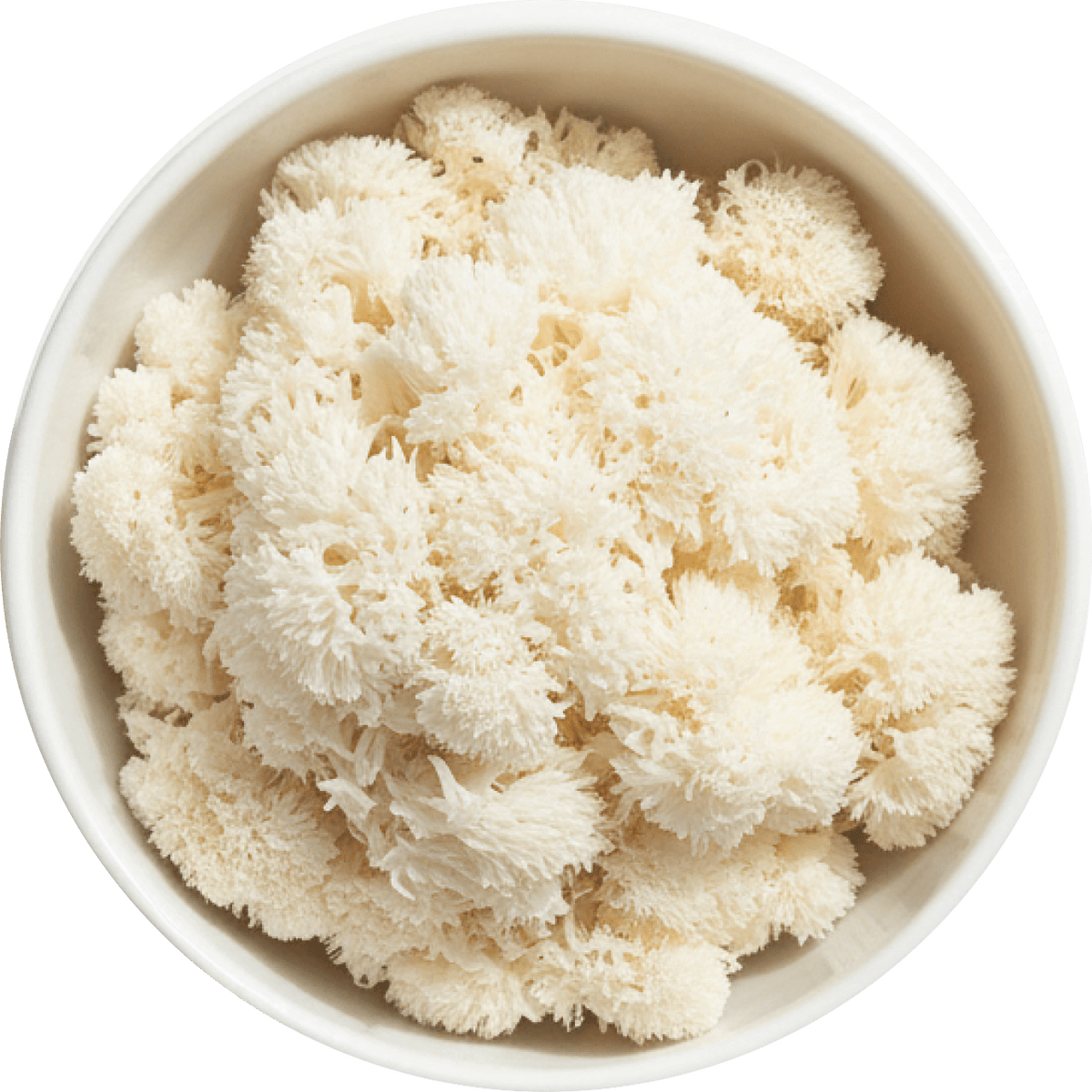 Lion's Mane Mushroom Extract
