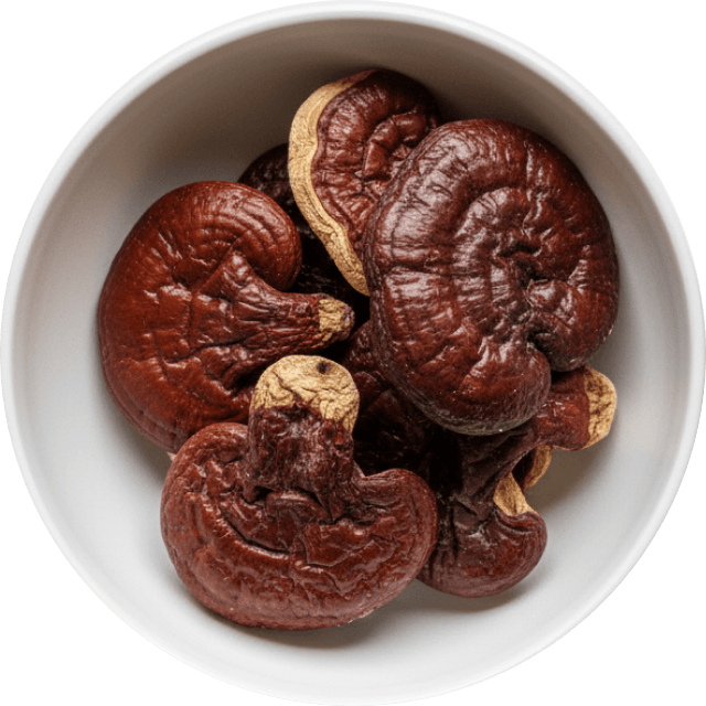 Reishi Mushroom Extract